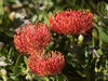 _A009597-618croofm.jpg